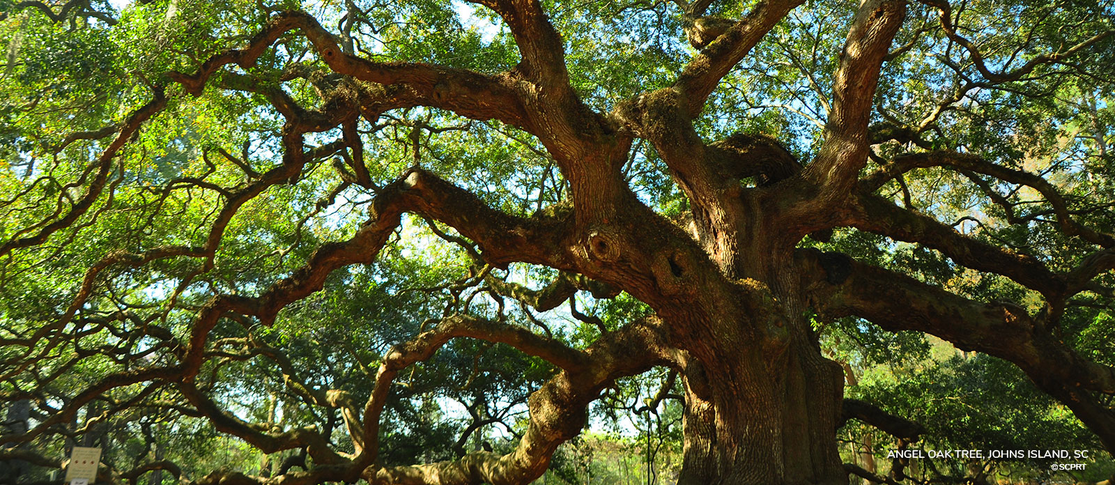 Angel Tree