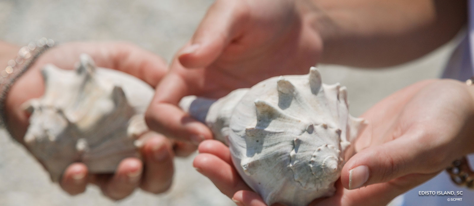 Edisto Sea Shells