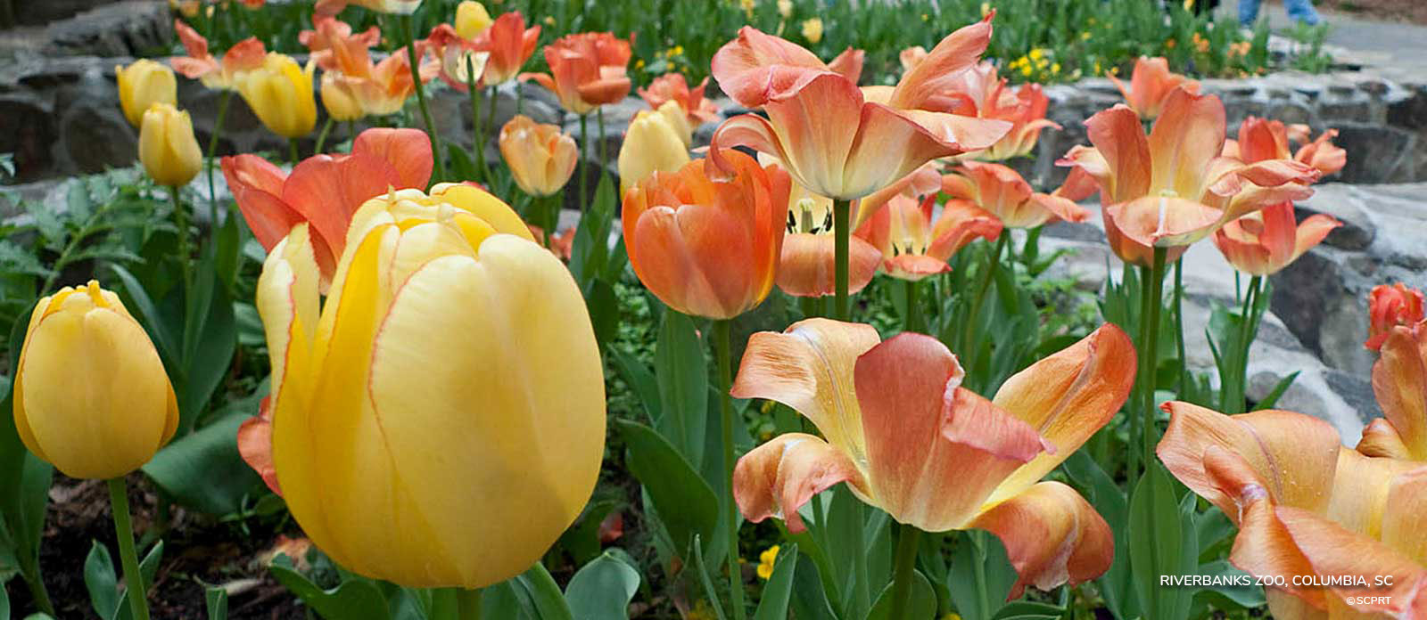 Riverbanks Zoo Flowers